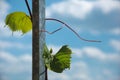 Grape vine Royalty Free Stock Photo