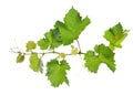 Grape vine Royalty Free Stock Photo