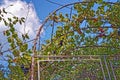 Grape vine against blue sky