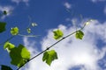 Grape vine against a blue sky with white clouds Royalty Free Stock Photo