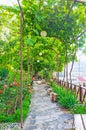 Grape vine arch in Kldisubani district of Tbilisi Royalty Free Stock Photo