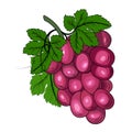 Grape Vine Or Grape Branch Elements Design Vector Illustration Royalty Free Stock Photo