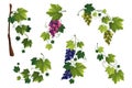 Grape vine or grape branch elements, vector set. Royalty Free Stock Photo