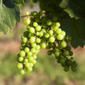 Grape on a vine branch macro Royalty Free Stock Photo