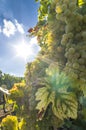 Grape Vine With Bright Grapes And Berries In Backlight With Sun Star, Blue Sky And Small Clouds