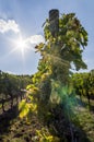 Grape vine with bright grapes and berries in backlight with sun star, blue sky and small clouds