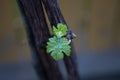 Grape vine with a bud. Shot with a beautiful bokeh. New growth budding out from grapevine vine yard.