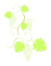 Grape vine with bunches and leaves