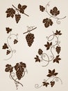 Grape vine design elements Royalty Free Stock Photo