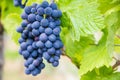 Grape-vine in a French vineyard Royalty Free Stock Photo