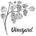 Grape vine, grape, calligraphy text hand drawn vector illustration realistic sketch