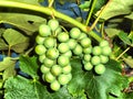 The grape vine with green bunch. The light and briht image.