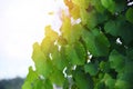 Grape vine green leaves on branch tropical plant in the vineyard nature sky summer Royalty Free Stock Photo