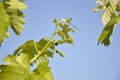 grape vine with green leaves and small ripening clusters against the blue sky Royalty Free Stock Photo