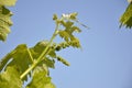 grape vine with green leaves and small ripening clusters against the blue sky Royalty Free Stock Photo