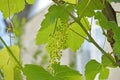 grape vine with green leaves and small ripening clusters against the blue sky Royalty Free Stock Photo