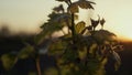 Grape vine growing farmland at sunset close up. Young leaves on bush vineyard. Royalty Free Stock Photo