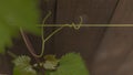 Grape vine holds onto a wire Royalty Free Stock Photo
