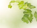 Grape vine isolated on bokeh background