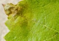 Downy mildew disease of vine Royalty Free Stock Photo
