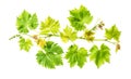 Grape vine leaf isolated white background Fresh green leaves Royalty Free Stock Photo