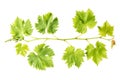 Grape vine leaf isolated white background Fresh green leaves Royalty Free Stock Photo