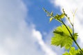 Grape vine leaf over cloudy sky