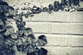 Grape Vine Leaves Border - Sepia Toned Royalty Free Stock Photo