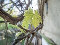 Grape vine leaves in early sunny spring.