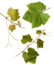 Grape-vine leaves - isolated Royalty Free Stock Photo