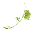 Grape vine with leaves isolated on white background. Hand drawn watercolor illustration perfect for any designs or printables Royalty Free Stock Photo