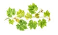 Grape vine leaves isolated white background Royalty Free Stock Photo