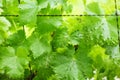 Grape vine leaves showing galls, effect of Grape erineum mite. Vineyard problem agricultural background. Top of leaf looks