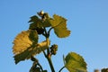 GRAPE VINE LEAVES AND TINY BUNCH OF GRAPES FORMING