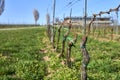 Grape vine lines in vinery in the begining of spring, Moravia. Royalty Free Stock Photo