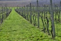 Grape vine lines in vinery in the begining of spring, Moravia. Royalty Free Stock Photo