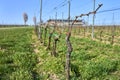 Grape vine lines in vinery, fresh green grass in the begining of spring, Moravia