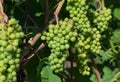 Grape on a vine at the Mosel