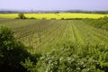 Grape vine and oilseed 2