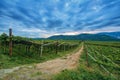 Grape vine plants at dawn