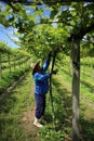 Grape vine pruning