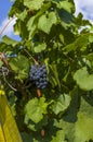 Grape vine with red grapes and berries and green vine leaves in closeup and blue sky Royalty Free Stock Photo