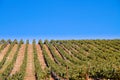 Grape vine rows in Calif vineyard Royalty Free Stock Photo