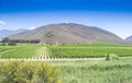 Grape vine rows in a vineyard in the distance near Robinson in S