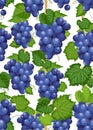 Grape vine seamless pattern and leaves on white background, Fresh organic food, Dark blue grape bunch pattern background Royalty Free Stock Photo