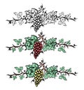 Grape vine set elements . Vintage hand drawn wine decorations Royalty Free Stock Photo