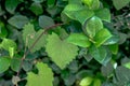 Heart shaped jagged leaf on a vine in selective focus Royalty Free Stock Photo