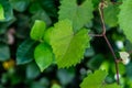 Heart shaped jagged leaf on a vine in selective focus Royalty Free Stock Photo