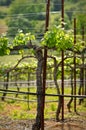Grape Vine in Spring Napa Royalty Free Stock Photo