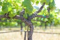 Grape Vine in Spring Napa Royalty Free Stock Photo